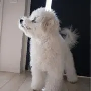 カルーの画像