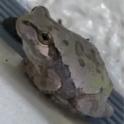 X JAPAN PATA パタリロ コラボ ラグランシャツ 魔夜峰央 - メルカリ