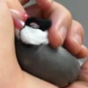 Puku