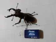ろびろび