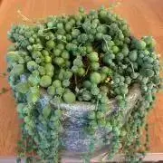 ミーモの画像