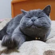 ねこねこ☆仕事忙しい時発送週末になりますの画像