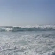 ナズナの画像