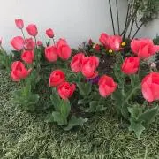 みーねの画像