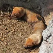 mikoの画像