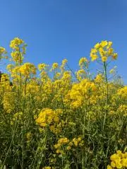 hana花の画像