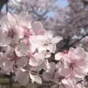 ( 」´0`)」の画像