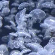 ツムラの画像