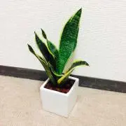 シュアンの画像