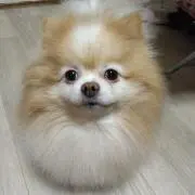 ポメ