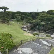 pigumon