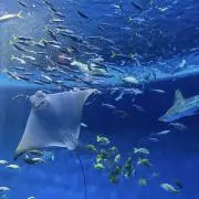 レモネードの画像