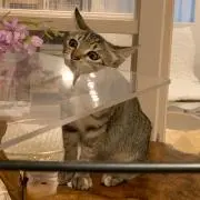 まちゃんの画像