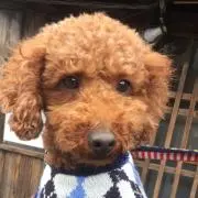 さらの画像