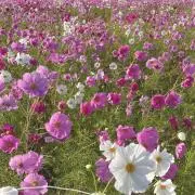 chisato..の画像