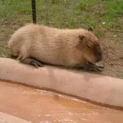 さばかん