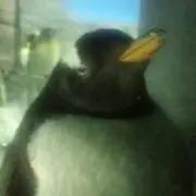 W.R
