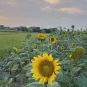 まぴの画像