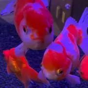 -HA-RU-MI-