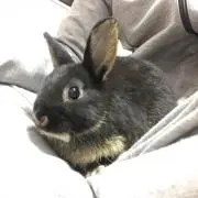 ちゃんの画像