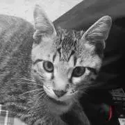 ねこの画像