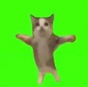 ね子の画像