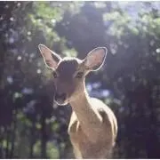 necooooooの画像
