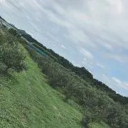 ゆーちゃんの画像