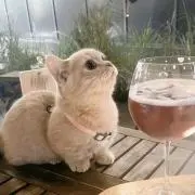 ふわふわの画像