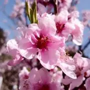 ことりの画像