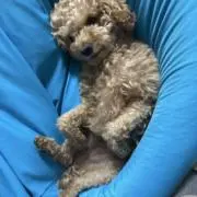 いぬの画像