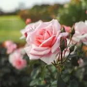 るる