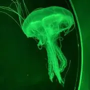 えのきの画像