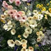 ハートのイヤリングの画像