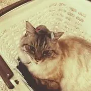 Y_Yの画像
