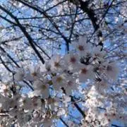 ぶんぶんの画像