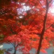 きゅうの画像