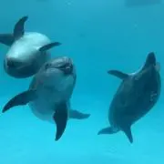 七寿の画像