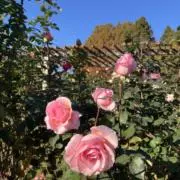 Rosaの画像