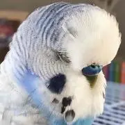 みりりっとる