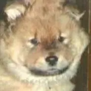 poの画像