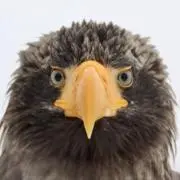 Remuuの画像