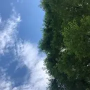 yの画像