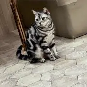 すがの画像