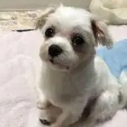 ポコの画像