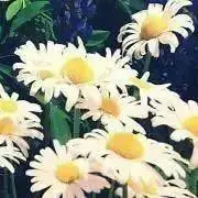 ★のい★の画像
