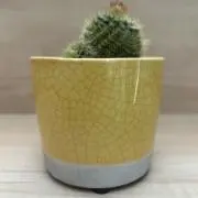 あいちゃんの画像