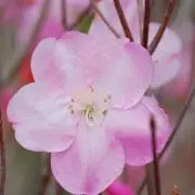 k（♪即購入歓迎）の画像