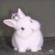 うさの画像