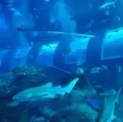 えすの画像